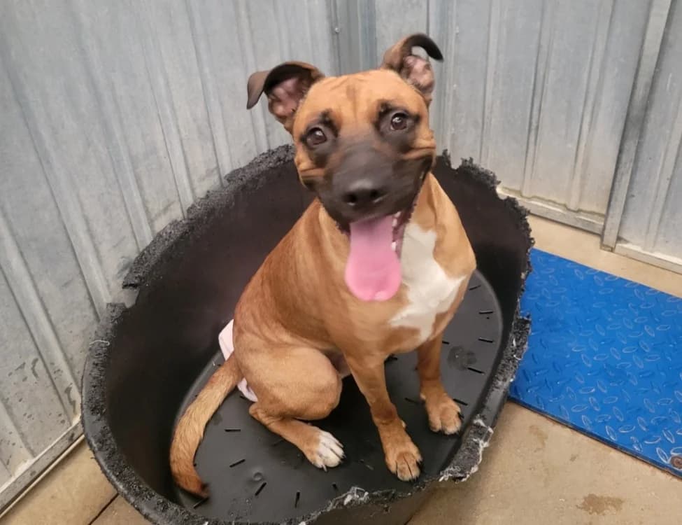 MOKA, male young Mixed Breed for adoption at SPA Albi (Le Garric), Albi