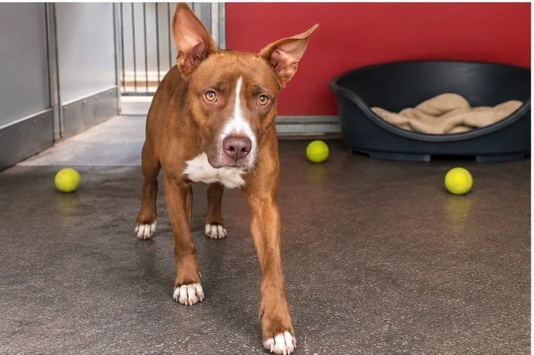 OUDINI, male young Mixed Breed for adoption at SPA Albi (Le Garric), Albi