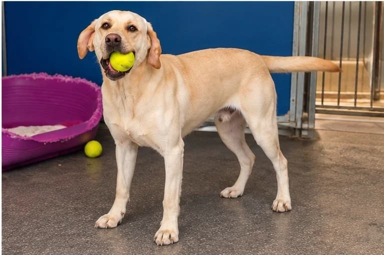 BOSCO, male young Labrador Retriever for adoption at SPA Albi (Le Garric), Albi