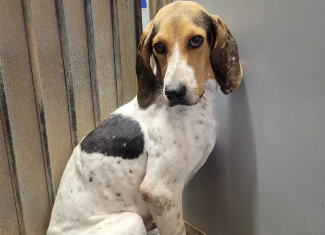 KALAMITY, female 5yo mixed breed for adoption at SPA Albi (Le Garric), Albi