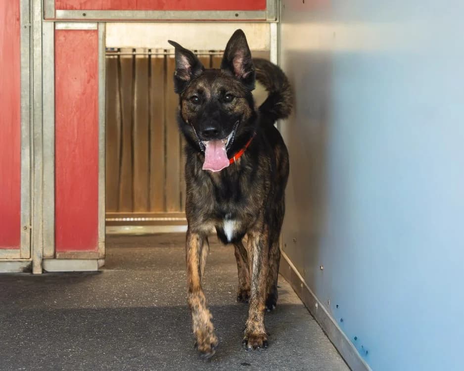 TOMY, male 4yo Mixed Breed for adoption at SPA Albi (Le Garric), Albi