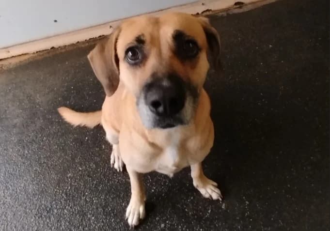 Lola, female 4yo mixed breed for adoption at SPA Albi (Le Garric), Albi