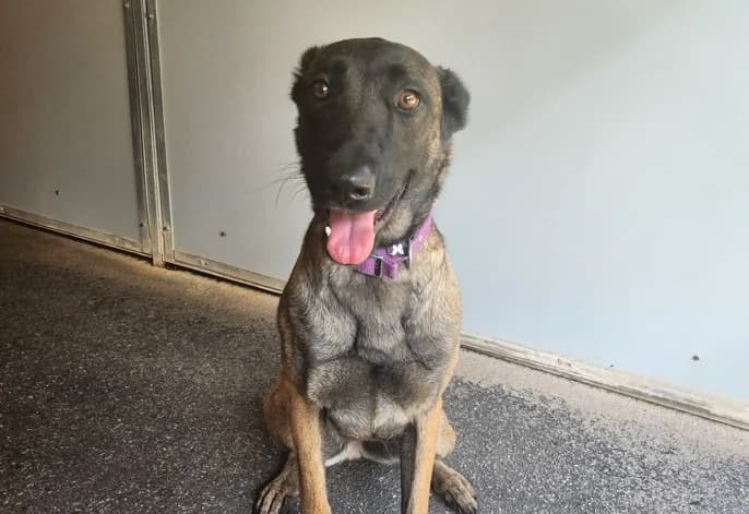 Fidji, female young Belgian Malinois for adoption at SPA Albi (Le Garric), Albi