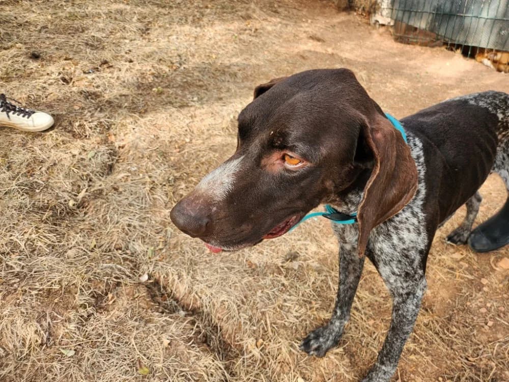 Theo, male 3yo Pointer for adoption at SPA Albi (Le Garric), Albi