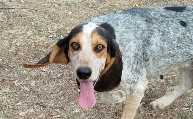 Cesar, male 5yo mixed breed for adoption at SPA Albi (Le Garric), Albi