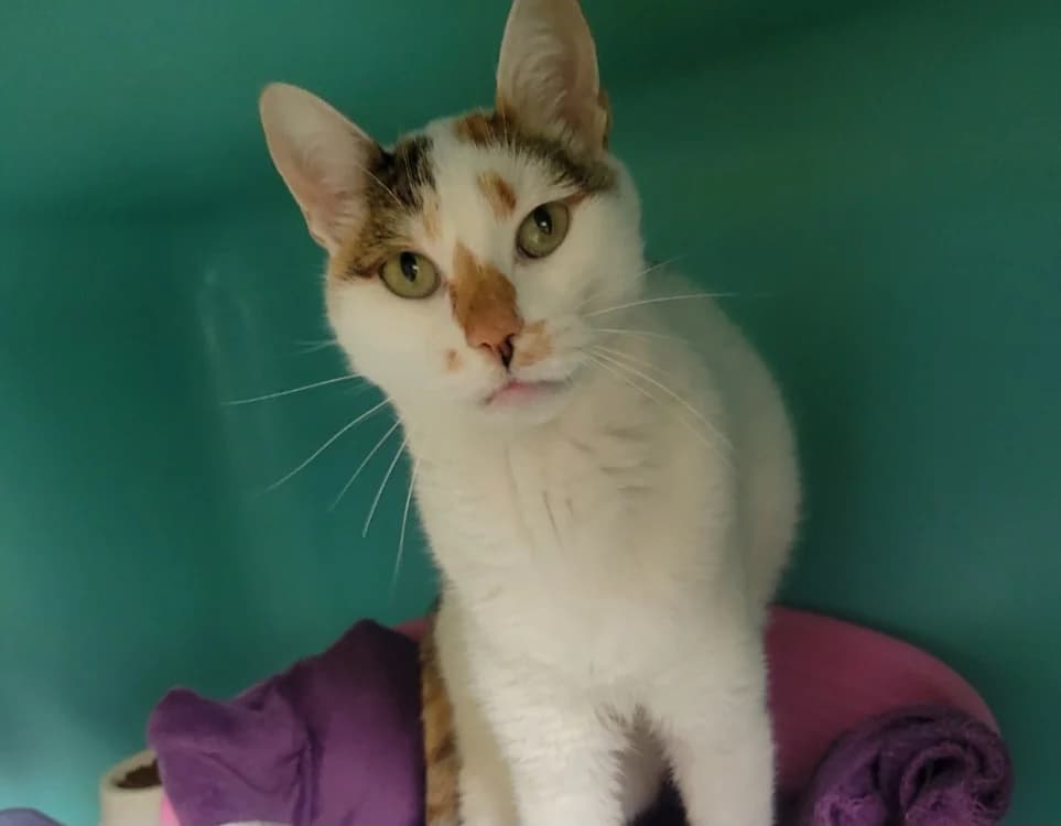 Nala, female 4yo Mixed Breed for adoption at SPA Albi (Le Garric), Albi