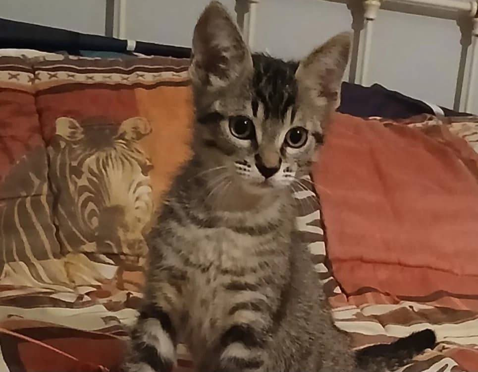 Mixou, male Mixed Breed for adoption at SPA Albi (Le Garric), Albi