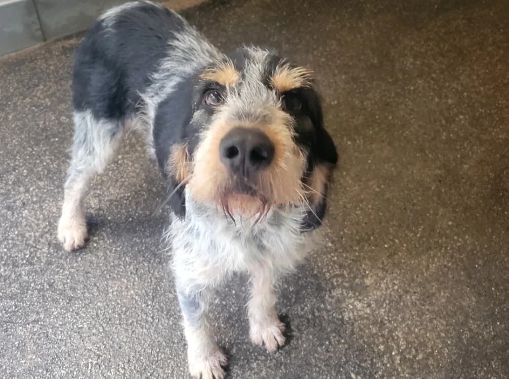 TONY, male young mixed breed for adoption at SPA Albi (Le Garric), Albi