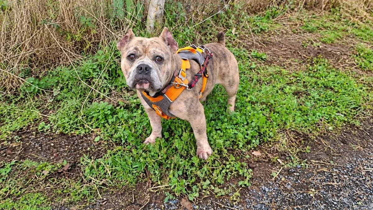 CARBO, female young American Bully for adoption at SPA Albi (Le Garric), Albi