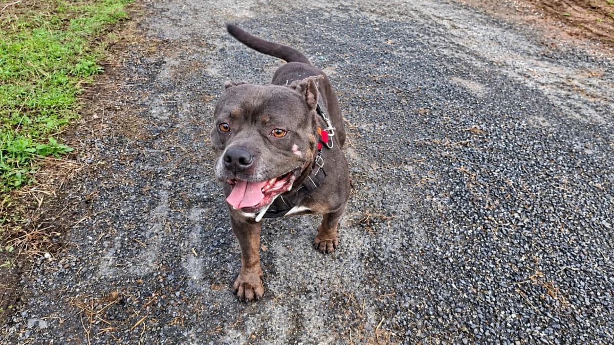 BOLO, male 4yo American Bully for adoption at SPA Albi (Le Garric), Albi