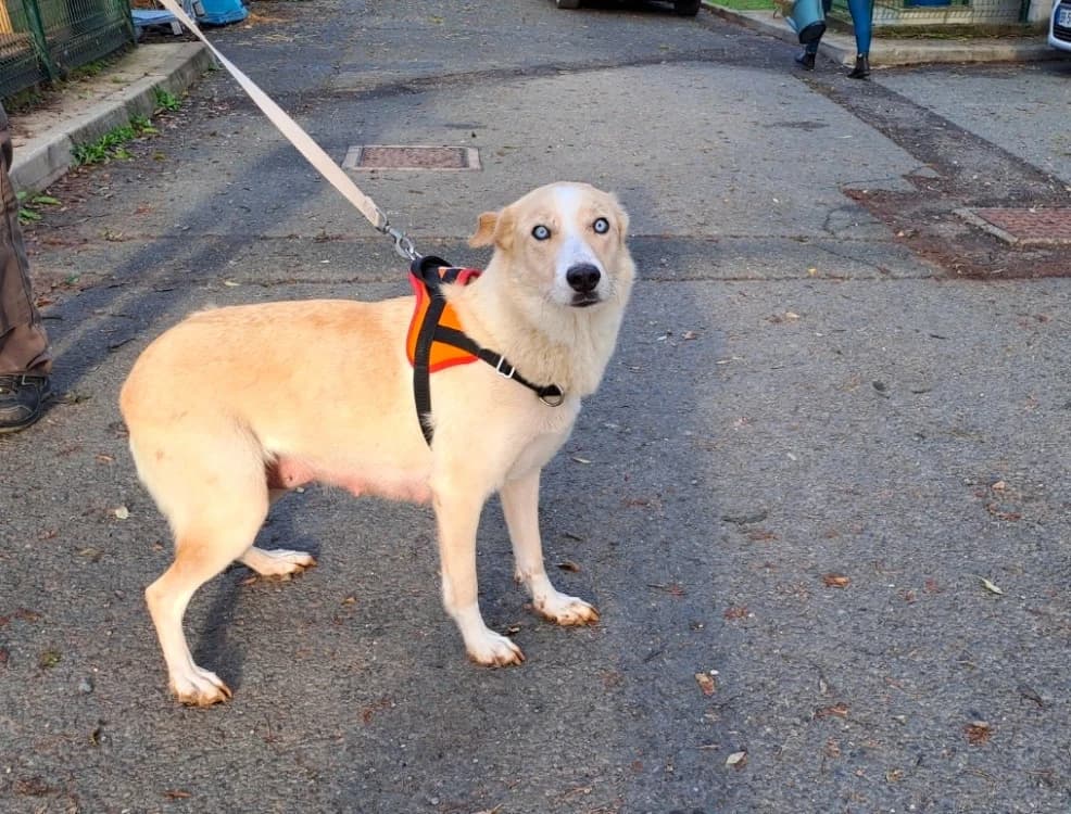 ALICE, female young mixed breed for adoption at SPA Albi (Le Garric), Albi