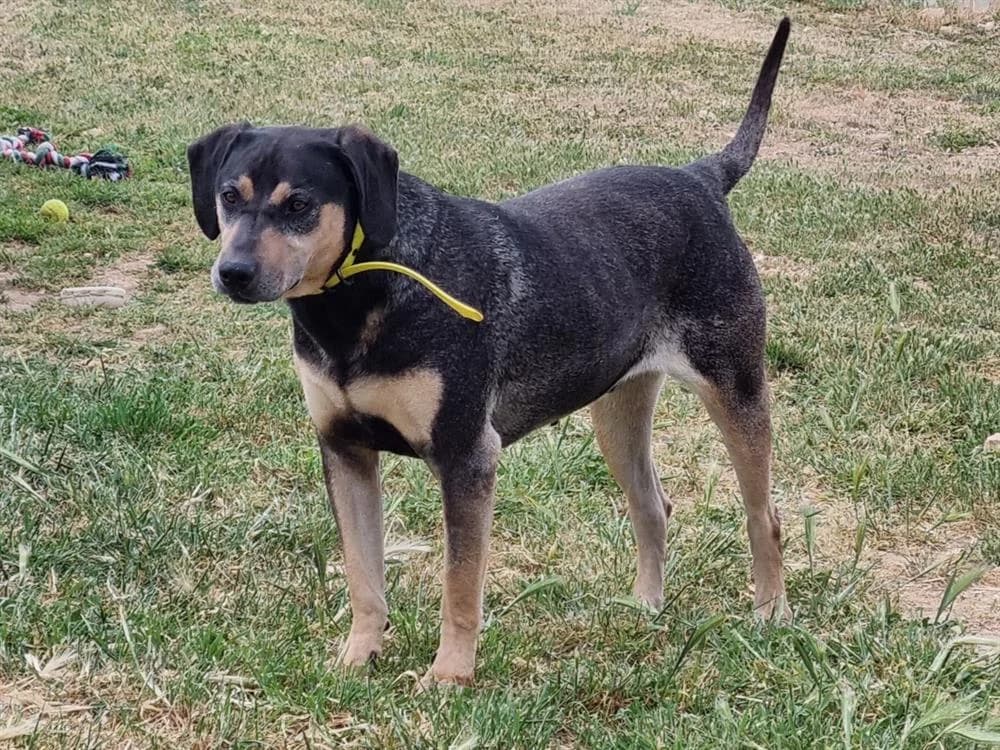 LIVIO, male 6yo mixed breed for adoption at Vallerargues), Ales