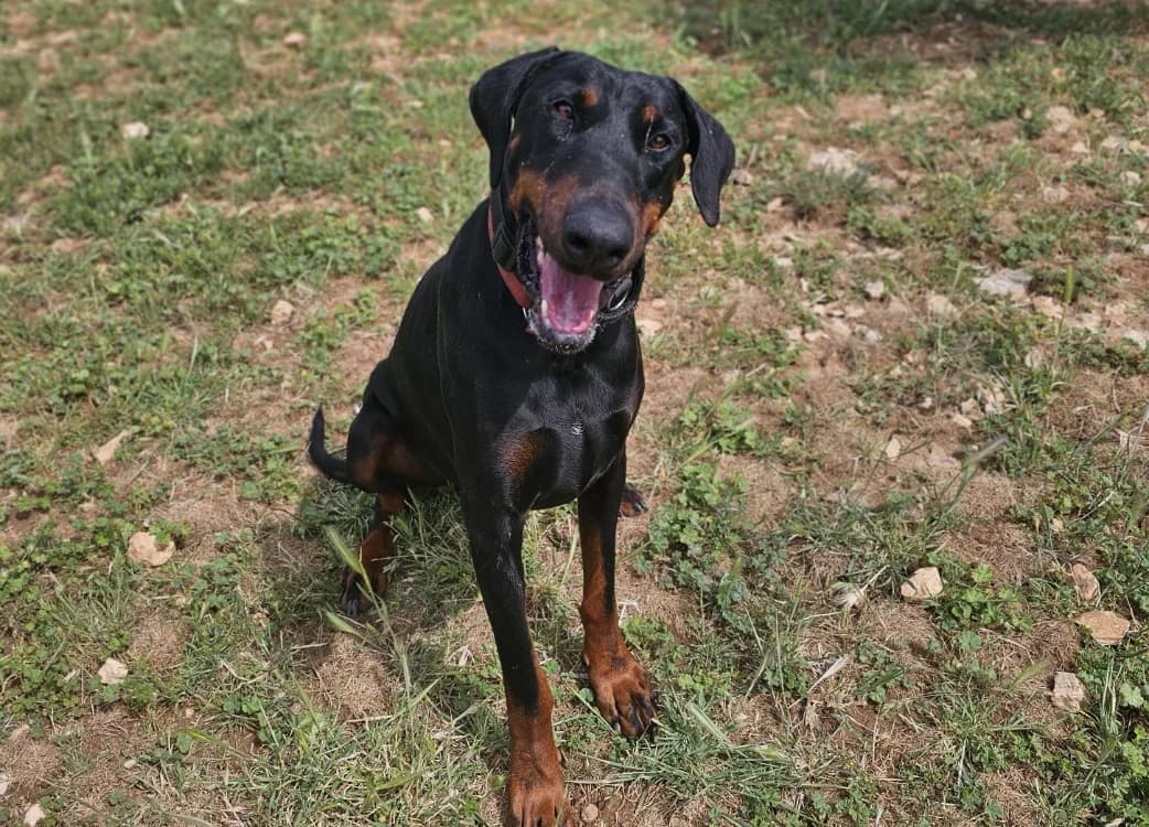 SYRIUS, male 4yo Doberman for adoption at Vallerargues), Ales