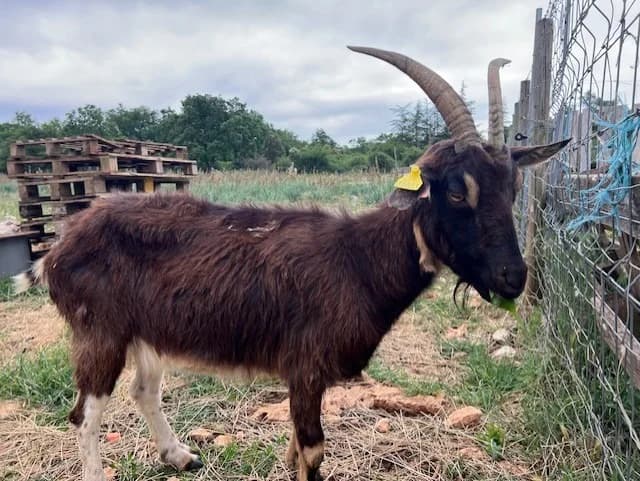 PRINCESSEFR26100131033, female 7yo Mixed Breed for adoption at Vallerargues), Ales