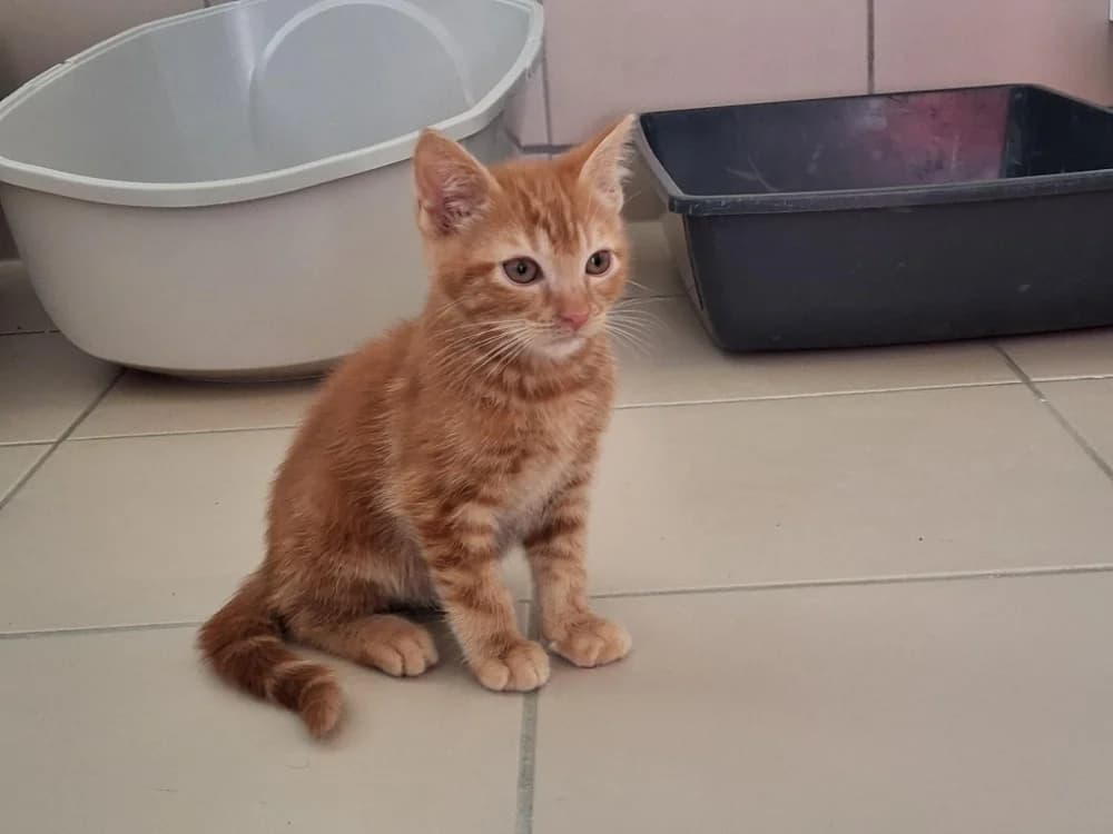 BISCUIT, male Mixed Breed for adoption at Vallerargues), Ales
