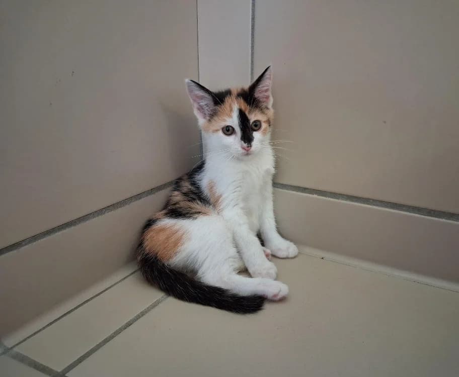 ZELDA, female Mixed Breed for adoption at Vallerargues), Ales