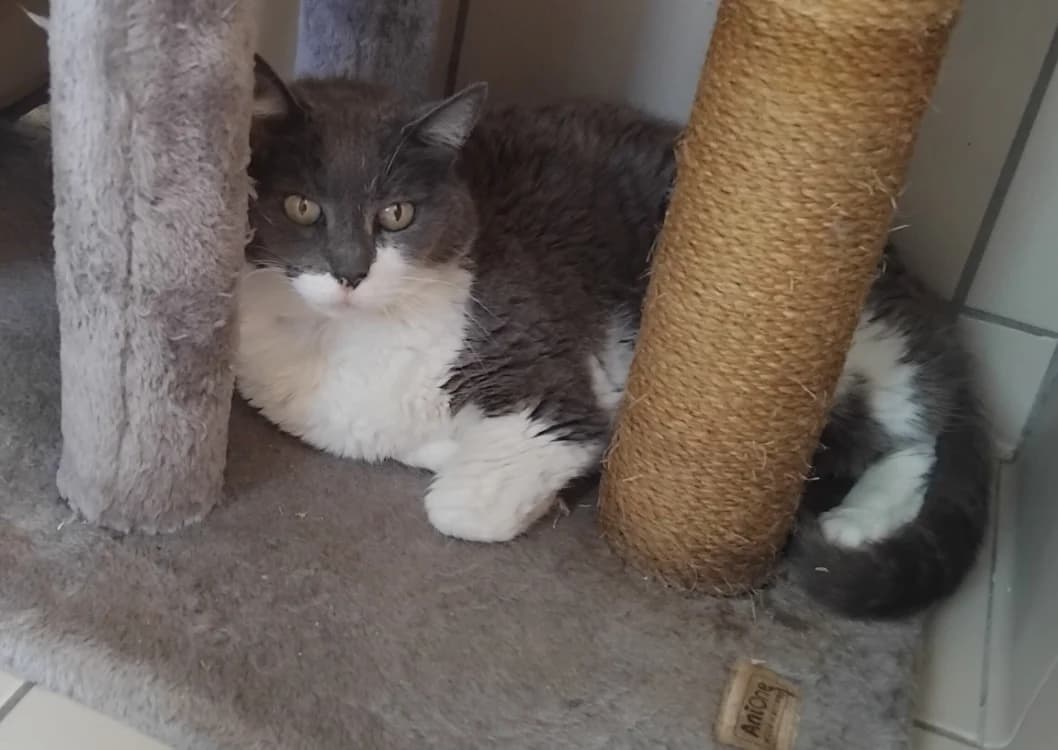 MINETTE, female senior Mixed Breed for adoption at Vallerargues), Ales