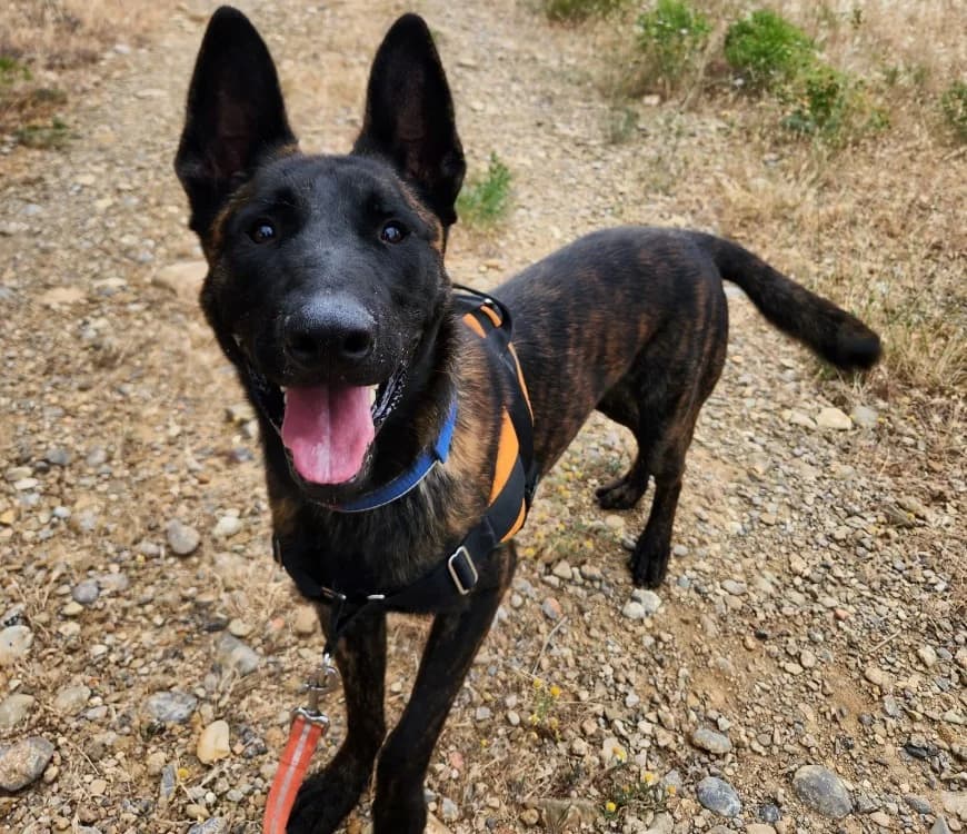 Alpha, male young mixed breed for adoption at Vallerargues), Ales