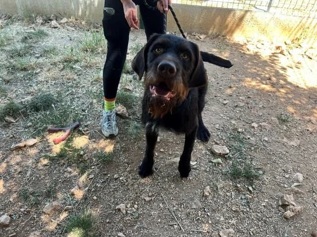 MARCUS, male young Pointer for adoption at Vallerargues), Ales