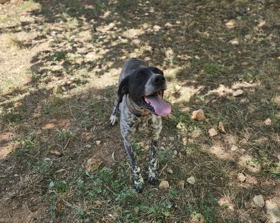 SULTANE, female 7yo Border Collie for adoption at Vallerargues), Ales