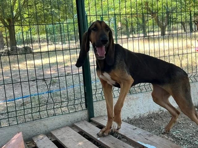 SHY, female 3yo mixed breed for adoption at Vallerargues), Ales