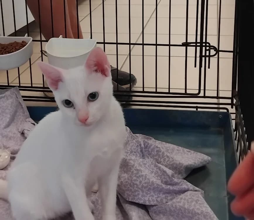 WHITE, male puppy mixed breed for adoption at Vallerargues), Ales