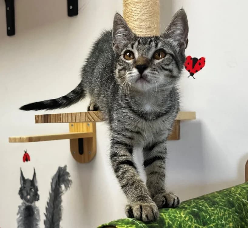 GAIA, female Mixed Breed for adoption at Vallerargues), Ales