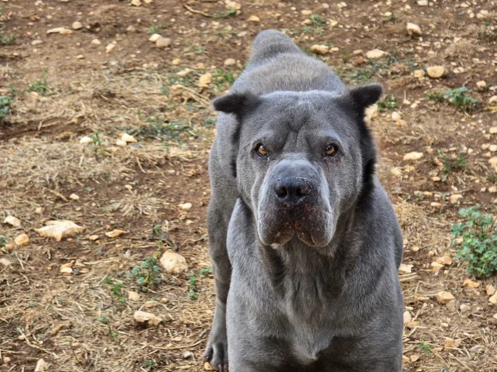 Maë, female senior Mixed Breed for adoption at Vallerargues), Ales
