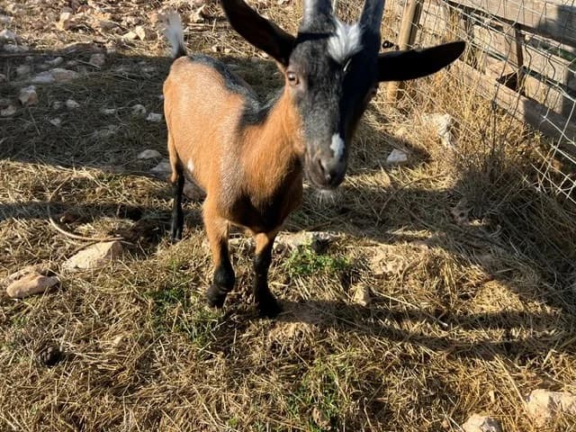 dicaprio, male Mixed Breed for adoption at Vallerargues), Ales