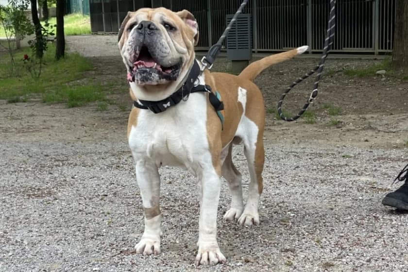 Nestor, male senior English Bulldog for adoption at Vallerargues), Ales