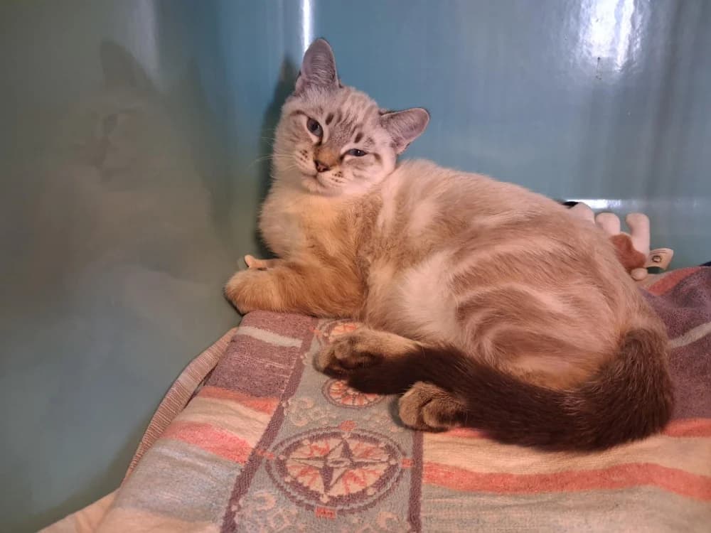 PHOENIX, male Mixed Breed for adoption at Vallerargues), Ales