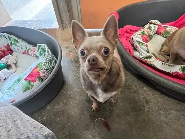 Samba, male 5yo Chihuahua for adoption at Vallerargues), Ales