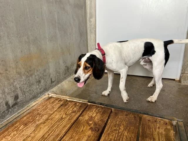 marley, male young Beagle for adoption at Vallerargues), Ales