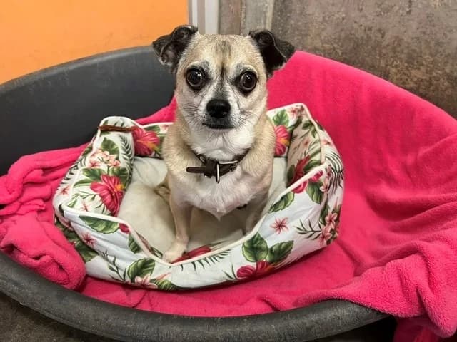 simon, male 6yo Chihuahua for adoption at Vallerargues), Ales
