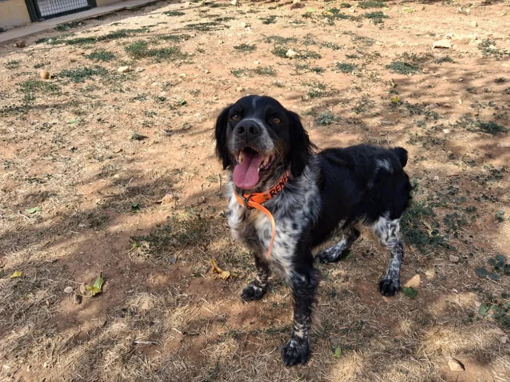 RENFORT, male senior Brittany Spaniel for adoption at Vallerargues), Ales