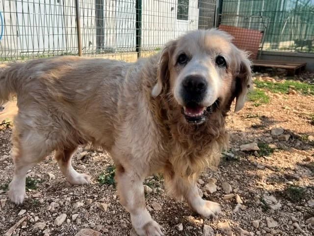John, male senior Golden Retriever for adoption at Vallerargues), Ales