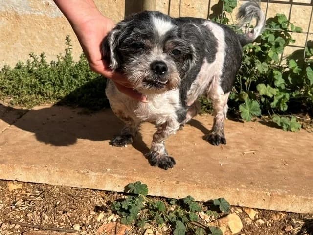 GUESS dit MAX, male senior Shih Tzu for adoption at Vallerargues), Ales