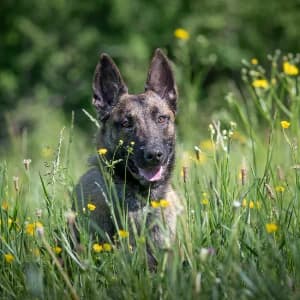 Aika, female young Belgian Malinois for adoption at SPA d'Annecy Marlioz