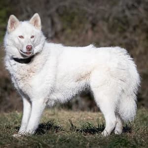 Alaska, female 3yo Husky for adoption at SPA d'Annecy Marlioz