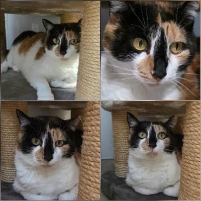 Appoline dit duchesse, female 7yo European Shorthair for adoption at SPA d'Annecy Marlioz