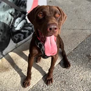 Arsène Lupin, male 3yo Pointer for adoption at SPA d'Annecy Marlioz