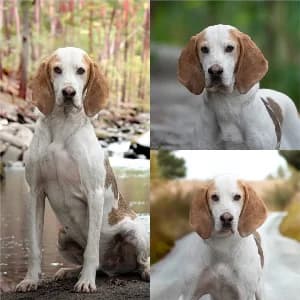 Automne, male 6yo mixed breed for adoption at SPA d'Annecy Marlioz