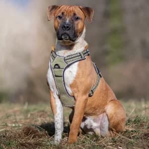 Billy, male young Cane Corso for adoption at SPA d'Annecy Marlioz