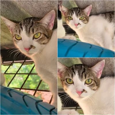 Bizzy, female young European Shorthair for adoption at SPA d'Annecy Marlioz