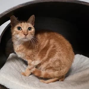 Butch, male senior European Shorthair for adoption at SPA d'Annecy Marlioz