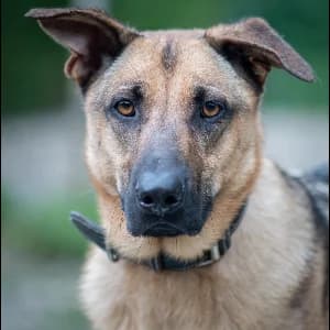 Cadburry, male 3yo German Shepherd for adoption at SPA d'Annecy Marlioz