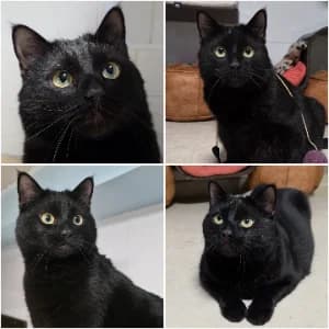 Charly, male young European Shorthair for adoption at SPA d'Annecy Marlioz