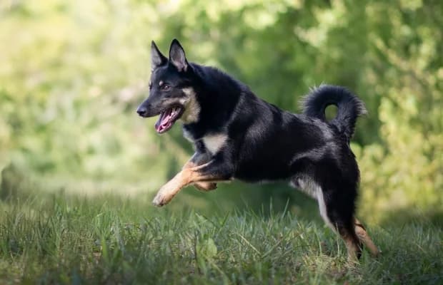 Chopper, male young mixed breed for adoption at SPA d'Annecy Marlioz