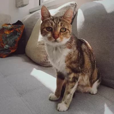 Chukette, female 4yo European Shorthair for adoption at SPA d'Annecy Marlioz