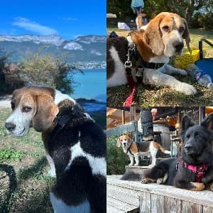 COMTE, male senior Beagle for adoption at SPA d'Annecy Marlioz